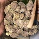 Jaguar’s Cannabis farm
