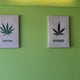 Jungle Garden Cannabis Dispensary 3