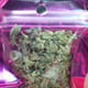 Галактика WEED - Cannabis cannabis