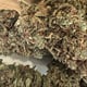 Cannabis-Shop bietet Unkraut und Lieferung an