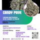 Candy pave (compound genetics)