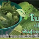 Kratom आयात निर्यात (थाईलैंड) सह। लि।