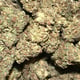 WEED LSD HYBRID