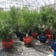 Zes ton cannabisplant, Khlong Ha