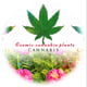 cannabis plant cosmic р╣Др╕бр╣Йр╕Фр╕нр╕Бр╕кр╕зр╕вр╕Зр╕▓р╕б