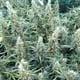 JoeHerb Garden Cannabis​ (แม่แตง)