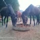 Phang Nga Rasta paardenstallen / feestkantoor 420 Upper Andaman