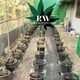 Kawee cannabis farm (กวีฟาร์มกัญชา)