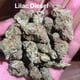 Lilac diesel