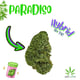 Paradiso POP