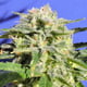 Fleur de cannabis aux baies citronnées précoces
