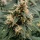 Bionano2 Cannabis & Hennep Fram