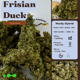 Frisian Duck