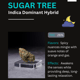 Sugar tree