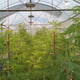 Medizinische Cannabisfarm, Unterbezirk Phanom Rok