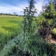 OG Grower kiw 대마초 자동 사진