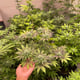 Magasin de cannabis à feuilles vertes