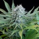 Cannabisblüten-Pfirsichpüree