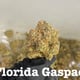 Florida gaspack