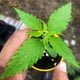 Lung Ling 82 Plants de marijuana de jardin