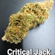 Critical Jack