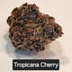 Tropicana Cherry flower