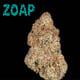 ZOAP [ไฮบริด]