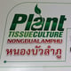 Nong Bua Lamphu-cannabisplantage Communautaire onderneming van alternatieve geneeskrachtige planten teelt en verwerking groep