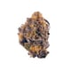 Peyote Gorilla