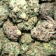 WEED DRACULA