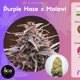 Purple Haze x Malawi