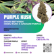 Purple kush (
