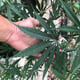 Wiet cannabis cannabis door Cannakin krabi