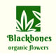 Blackbones (ร้านกัญชา - Cannabis Shop)