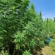 Pupanpim Cannabisfarm Phu Phan Phim Farm