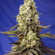 Fleur de cannabis Runtz R1