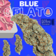Blue Gelato