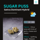 Sugar Puss