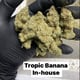 Exotisch: Tropische Bananen