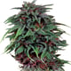 WEED OLD AFRICAN DURBAN P