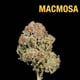 Macmosa [Hybrid mehr Sativa]