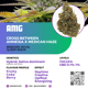 AMG( royal queen seeds)