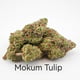 Mokum-Tulpe