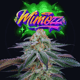 Mimozz