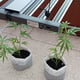 Cannabisgarten, alternative Heilpflanzen und Verarbeitungsgruppe, Nong Bua Lamphu