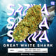 GREAT WHITE SHARK