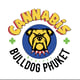 Cannabis Phuket Bulldog