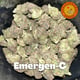 Emergen-C โดยผู้ปลูกใต้ดิน
