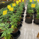 Sap Cannabis Weed Shop Farm