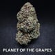 PLANET OF THE GRAPES